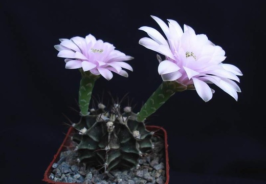 Gymnocalycium friedrichii Pechersky (1862 відвідувань) Gymnocalycium friedrichii Pechersky