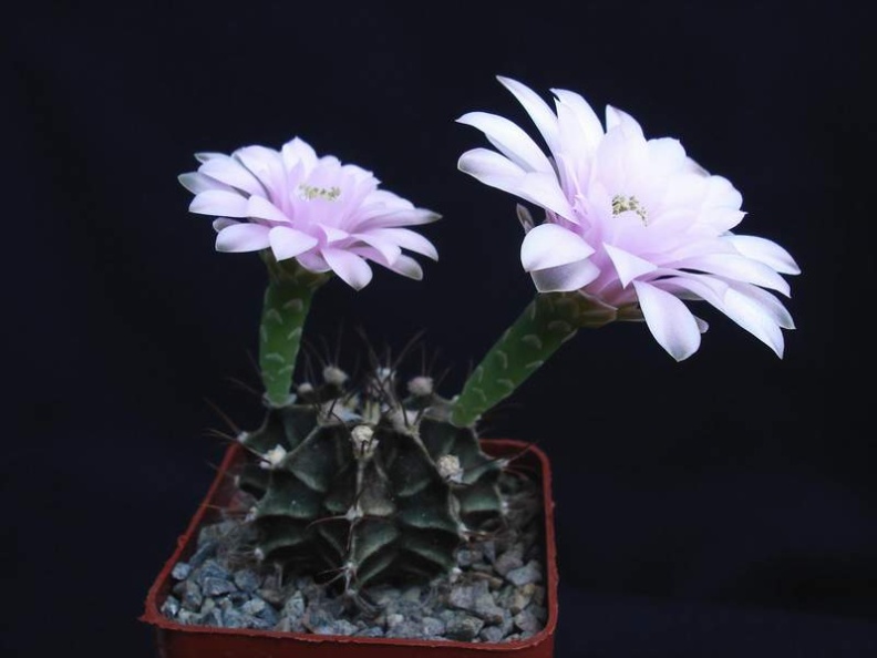 Gymnocalycium friedrichii Pechersky (1870 відвідувань) Gymnocalycium friedrichii Pechersky