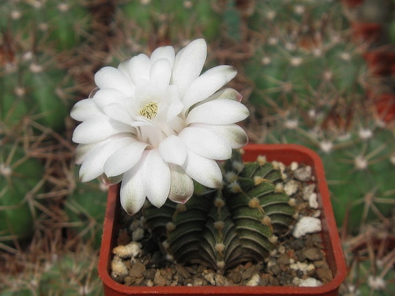 Gymnocalycium friedrichii v moserianumVos 01-014-01 (2223 відвідувань) Gymnocalycium friedrichii v moserianumVos 01-014-01
