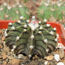 Gymnocalycium friedrichii v moserianumVos 01-014 (3431 відвідувань) Gymnocalycium friedrichii v moserianumVos 01-014