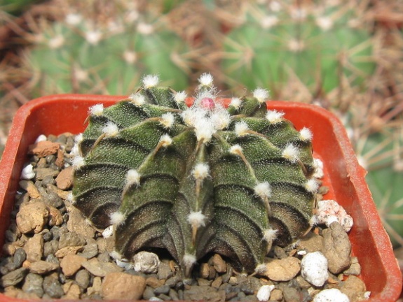 Gymnocalycium friedrichii v moserianumVos 01-014 (3431 відвідувань) Gymnocalycium friedrichii v moserianumVos 01-014