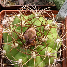 Gymnocalycium hammerschmidii (2645 відвідувань) Gymnocalycium hammerschmidii