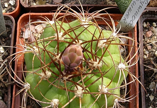 Gymnocalycium hammerschmidii (2642 відвідувань) Gymnocalycium hammerschmidii