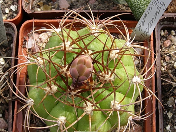 Gymnocalycium hammerschmidii (2646 відвідувань) Gymnocalycium hammerschmidii