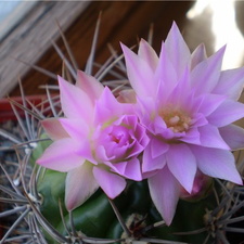 Gymnocalycium horridispinum Necro (1979 відвідувань) Gymnocalycium horridispinum Necro