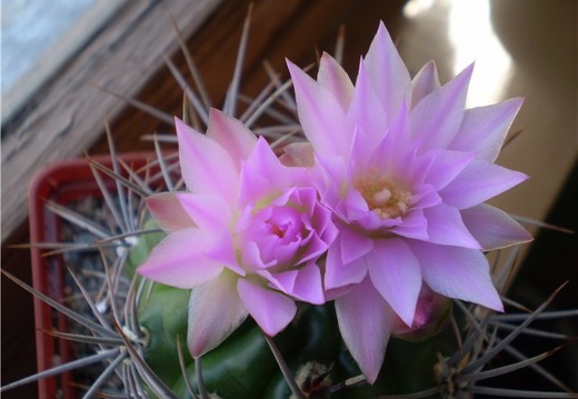Gymnocalycium horridispinum Necro (1979 відвідувань) Gymnocalycium horridispinum Necro