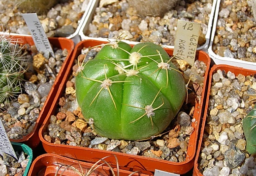 Gymnocalycium horstii