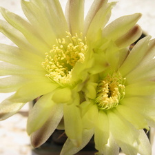 Gymnocalycium leeanum (1816 відвідувань) Gymnocalycium leeanum