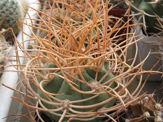 Gymnocalycium mazanense v polycephalum (1971 відвідувань) Gymnocalycium mazanense v polycephalum