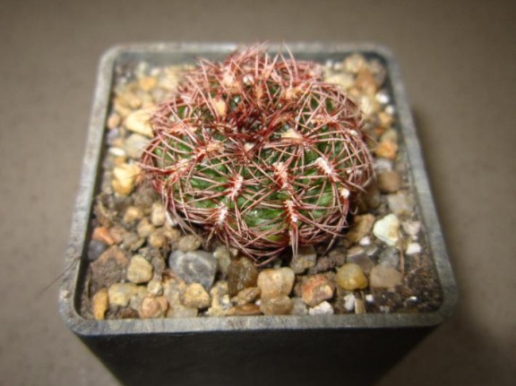 Gymnocalycium mesopotamicum P241 (2221 відвідувань) Gymnocalycium mesopotamicum P241