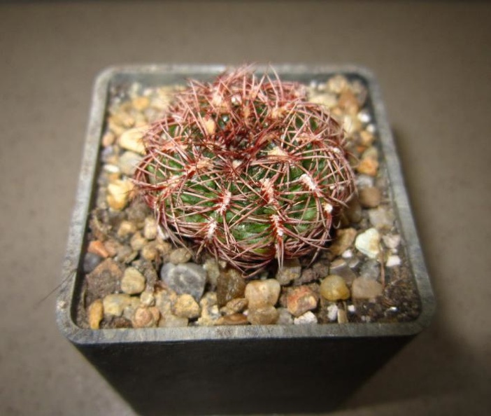 Gymnocalycium_mesopotamicum_P241.jpg
