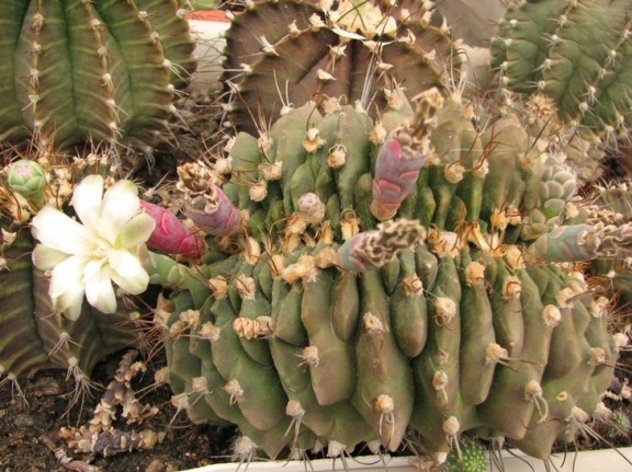 Gymnocalycium michanovichii fa cristata Fomenko (2152 відвідувань) Gymnocalycium michanovichii fa cristata Fomenko