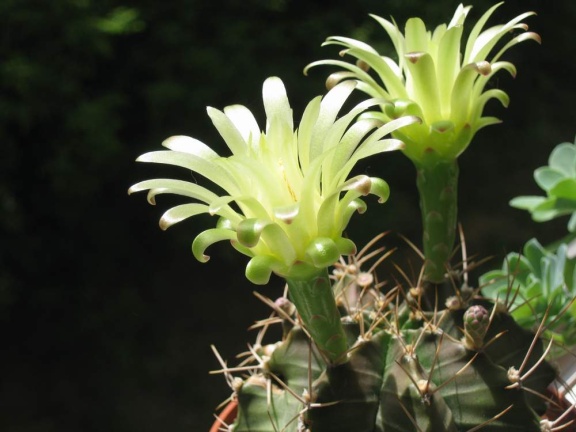 Gymnocalycium mihanovichii Baschuk FG (1960 відвідувань) Gymnocalycium mihanovichii Baschuk FG