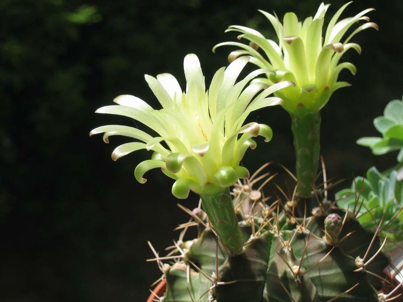 Gymnocalycium_mihanovichii_Baschuk_FG.jpg