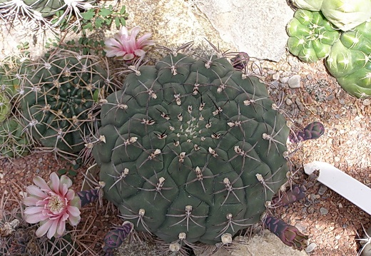 Gymnocalycium moserianum (2547 відвідувань) Gymnocalycium moserianum