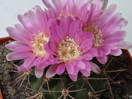 Gymnocalycium neuhuberi (1887 відвідувань) Gymnocalycium neuhuberi