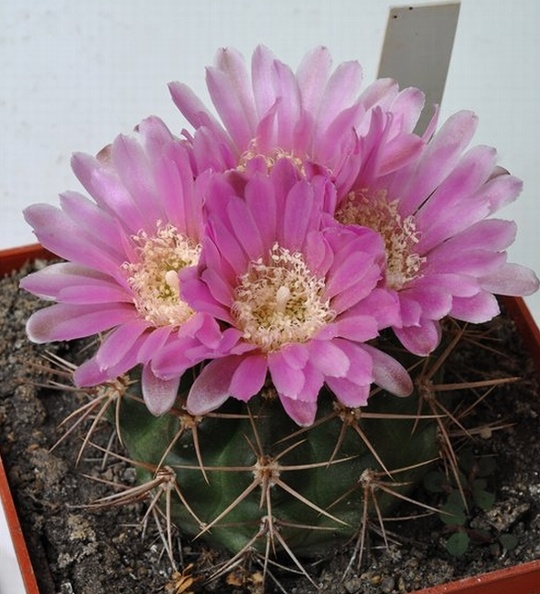 Gymnocalycium_neuhuberi.jpg