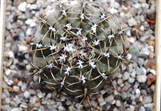 Gymnocalycium occultum P 131B