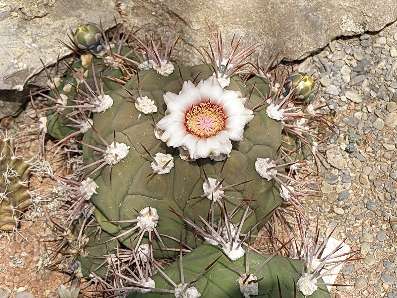 Gymnocalycium pflanzii (83 відвідувань) Gymnocalycium pflanzii