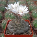 Gymnocalycium quehlianum (2544 відвідувань) Gymnocalycium quehlianum