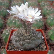 Gymnocalycium quehlianum (2544 відвідувань) Gymnocalycium quehlianum