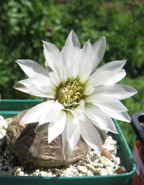 Gymnocalycium_ragonesei.JPG