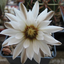 Gymnocalycium ragonesei Rost FG (1724 відвідувань) Gymnocalycium ragonesei Rost FG