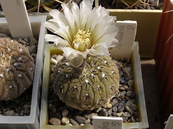 Gymnocalycium ragonesei (3601 відвідувань) Фото и растение Ивановой Елены (Киев) Gymnocalycium ragonesei