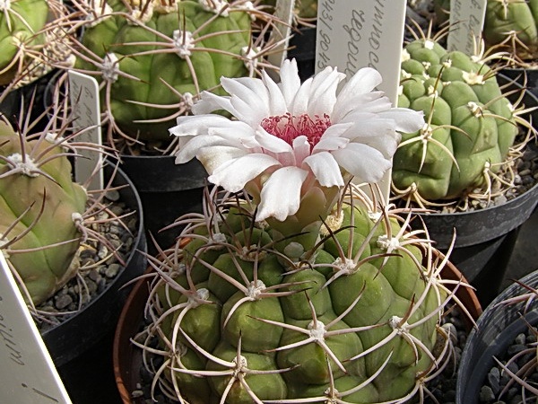 Gymnocalycium regoue (2243 відвідувань) Gymnocalycium regoue