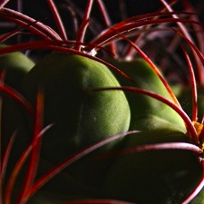 Gymnocalycium saglionis Mudrak-victory jan 2012 (1703 відвідувань) Gymnocalycium saglionis Mudrak-victory jan 2012