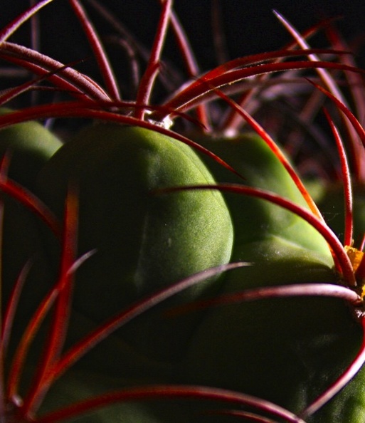 Gymnocalycium_saglionis_Mudrak-victory_jan_2012.jpg