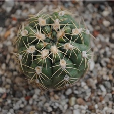 Gymnocalycium sigelianum (1804 відвідувань) Gymnocalycium sigelianum