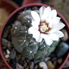 Gymnocalycium stelatum (1804 відвідувань) Gymnocalycium stelatum