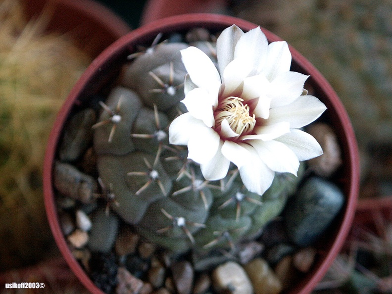 Gymnocalycium stelatum (1802 відвідувань) Gymnocalycium stelatum