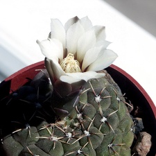 Gymnocalycium stelatum 1 (1901 відвідувань) Gymnocalycium stelatum 1