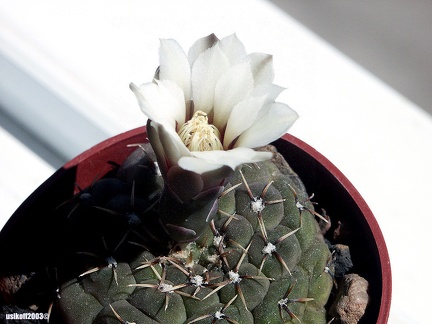 Gymnocalycium stelatum 1 (1901 відвідувань) Gymnocalycium stelatum 1