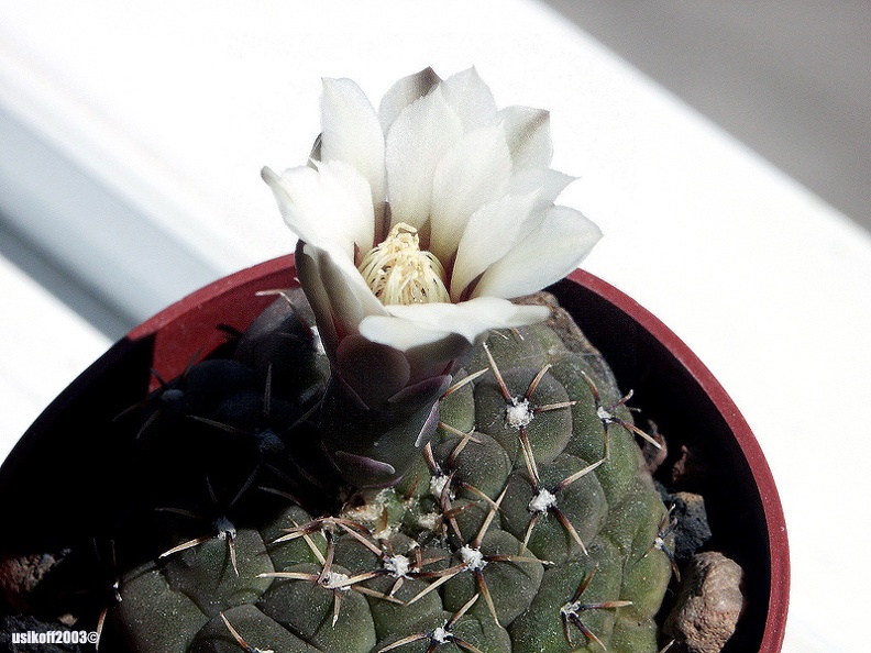Gymnocalycium stelatum 1 (1899 відвідувань) Gymnocalycium stelatum 1