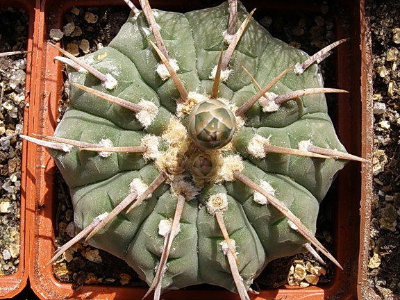 Gymnocalycium vatteri (5077 відвідувань) Фото и растение Ивановой Елены (Киев) Gymnocalycium vatteri