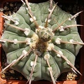Gymnocalycium_vatteri.jpg