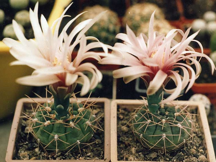 Gymnocalycium sp. (3113 відвідувань) Фото и растение Александра и Сергея Червинко (Винница) Gymnocalycium sp.