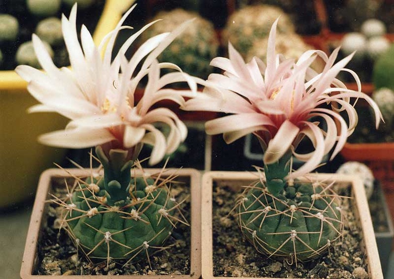 Gymnocalycuim-.jpg