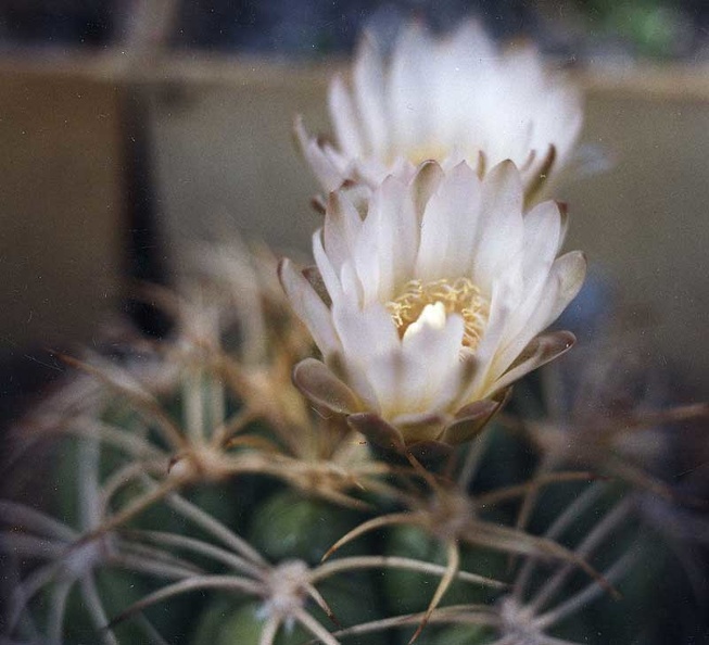 Gymnocalycyum-bayerianum-GM.jpg