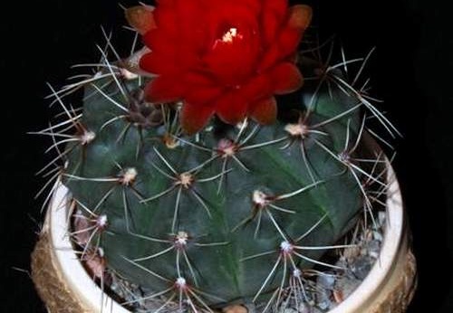 Ph Gymnocalycium baldianum VitNat