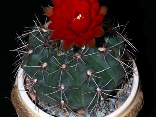 Ph Gymnocalycium baldianum VitNat (1789 відвідувань) Ph Gymnocalycium baldianum VitNat