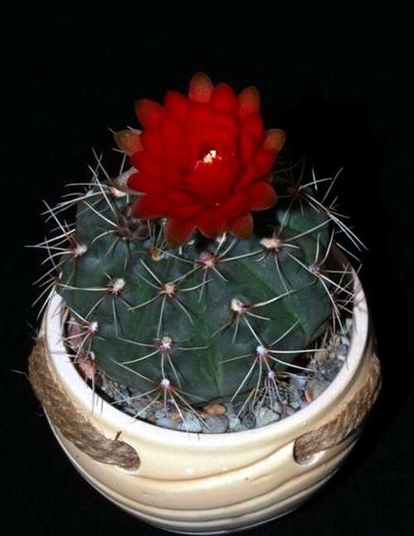 Ph_Gymnocalycium_baldianum_VitNat.jpg