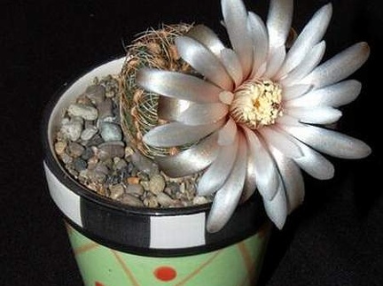 Ph Gymnocalycium papschii1 VitNat (1904 відвідувань) Ph Gymnocalycium papschii1 VitNat