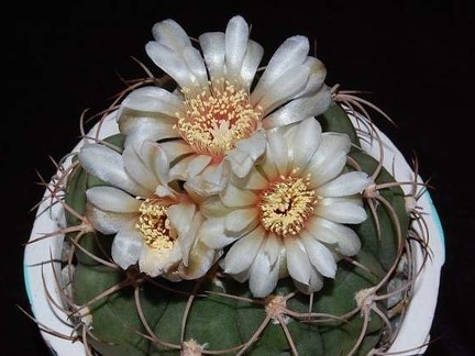 Ph Gymnocalycium spegazzinii VitNat (1921 відвідувань) Ph Gymnocalycium spegazzinii VitNat