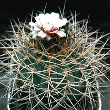 Gymnocalycium cardenasianum (3481 відвідувань) Фото и растение Александра и Сергея Червинко (Винница) Gymnocalycium cardenasianum