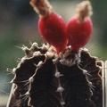Gymnocalycium friedrichii (3199 відвідувань) Фото и растение Татьяны Кецко (Киев) Gymnocalycium friedrichii
