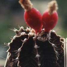 Gymnocalycium friedrichii (3199 відвідувань) Фото и растение Татьяны Кецко (Киев) Gymnocalycium friedrichii